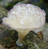 Cymatoderma caperatum image