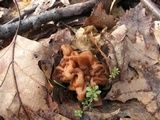 Gyromitra korfii image