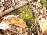 Morchella septentrionalis image
