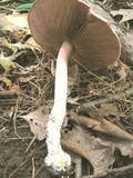 Agaricus leptocaulis image