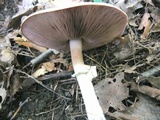 Agaricus leptocaulis image