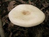 Agaricus leptocaulis image