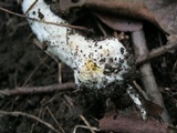Agaricus leptocaulis image