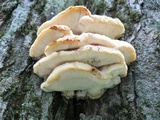 Climacodon septentrionalis image