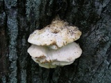 Climacodon septentrionalis image