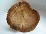 Polyporus radicatus image