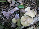 Gomphus clavatus image