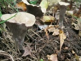 Gomphus clavatus image