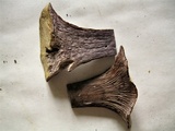 Gomphus clavatus image