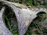 Gomphus clavatus image