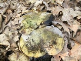 Lactarius atroviridis image