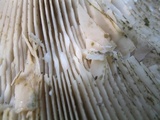 Lactarius atroviridis image