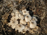 Leucocoprinus cepistipes image