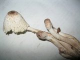 Leucocoprinus cepistipes image