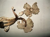 Leucocoprinus cepistipes image