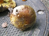 Paragyrodon sphaerosporus image
