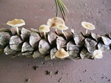 Baeospora myosura image