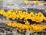 Dacryopinax spathularia image