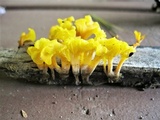 Dacryopinax spathularia image