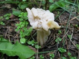 Helvella crispa image