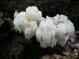 Hericium americanum image