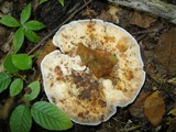 Hydnellum caeruleum image
