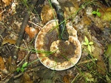 Hydnellum caeruleum image