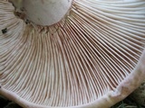 Hygrophorus russula image