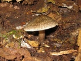 Lacrymaria echiniceps image