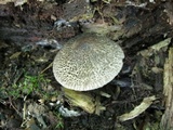 Lacrymaria echiniceps image