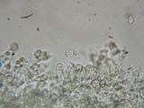 Simocybe haustellaris image