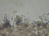 Simocybe haustellaris image