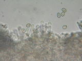 Simocybe haustellaris image