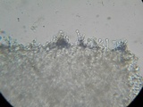 Simocybe haustellaris image