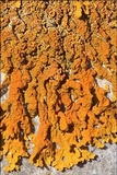 Xanthoria aureola image