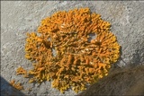 Xanthoria aureola image