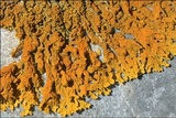 Xanthoria aureola image