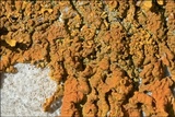 Xanthoria aureola image