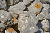 Xanthoria aureola image
