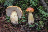 Boletus rubriceps image