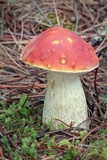 Boletus rubriceps image