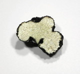 Tuber aestivum image