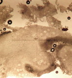 Tuber aestivum image