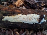Junghuhnia nitida image