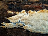 Junghuhnia nitida image