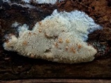 Junghuhnia nitida image