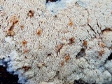 Junghuhnia nitida image