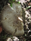 Amanita sect. Vaginatae image