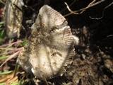 Amanita sect. Vaginatae image