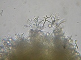 Dichostereum rhodosporum image